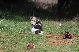 FOX TERRIER 170